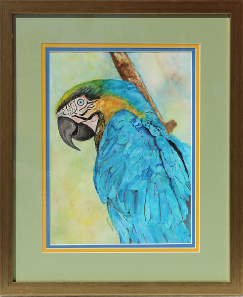 Blue/Gold Macaw